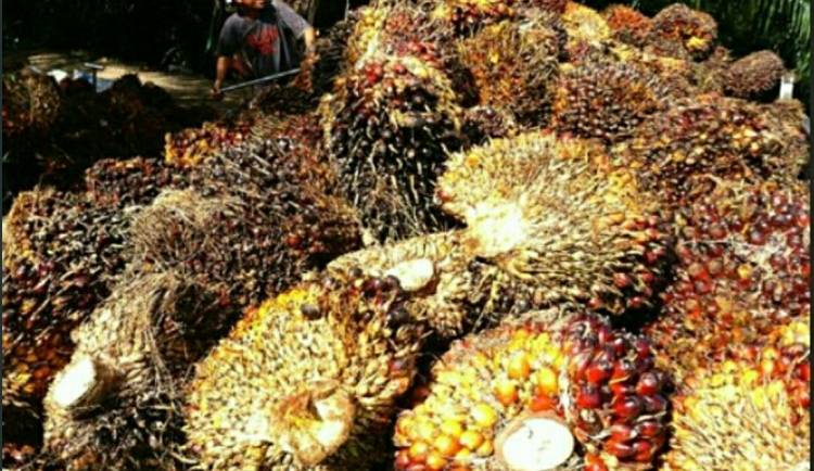 Naik Rp 91,62 / kg Dari Pekan Lalu, Ini Harga TBS Sawit Petani Sumatera Utara Periode 22-28 Februari 2023