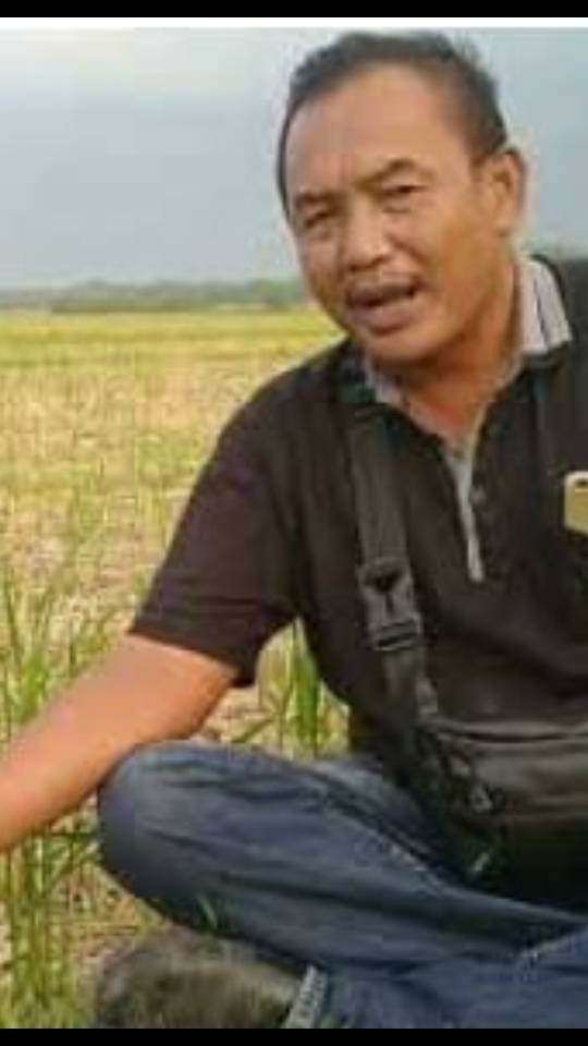 Edi Iswanto: Metode Padi Abadi Tanam Sekali Bisa Panen Empat Kali Dalam Setahun