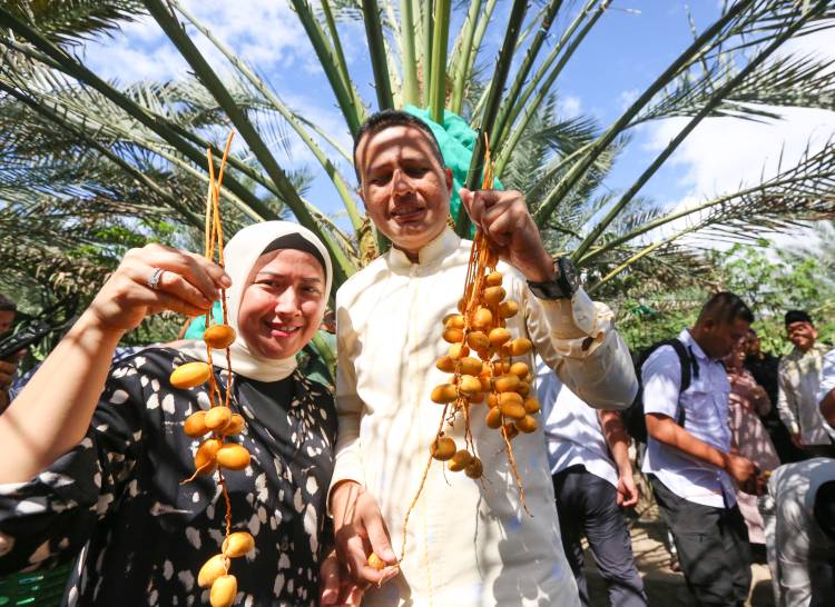 Pohon Kurma di Karo Berikan Dampak Ekonomi untuk Sumut