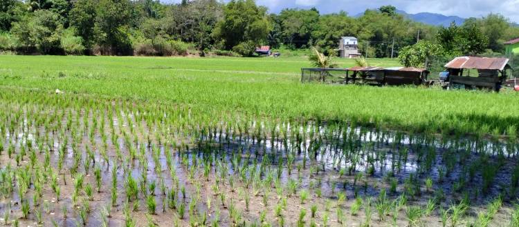 Petani Toba Lambat Tanam Padi Terkendala Alsintan