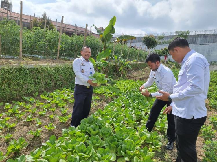 Lapas Narkotika Pematang Siantar Panen Raya Sayur Pakcoy Hasil Budidaya WBP