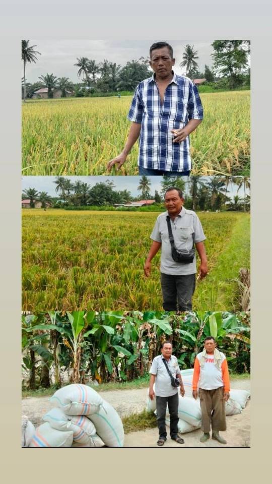 Edi Iswanto:Menggunakan Pupuk Organik Bisa Meningkatkan Hasil Produksi Pertanian