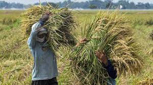 Harga Gabah Naik, Petani di Aceh Semakin Semangat Merawatnya
