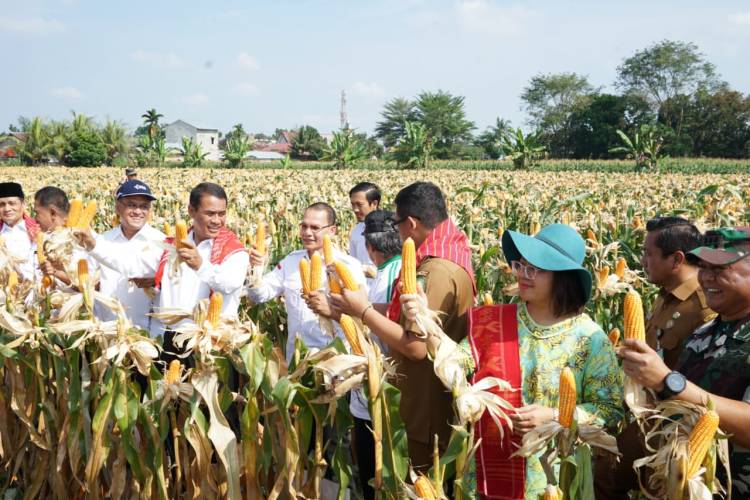 Panen 8 Ton Jagung Bersama Mentan, Dr. Badikenita Putri Sitepu, SE, SH, MSi Berharap Bisa Hentikan Impor