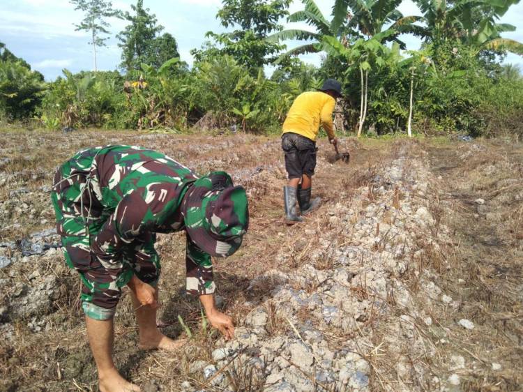 Babinsa Koramil Mapurujaya Rutin Bantu Petani Dalam Menggarap Lahan Pertanian