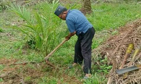 PD Muhammadiyah Lakukan Replanting atau Peremajaan Kebun Sawit