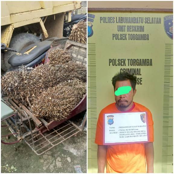 Polres Labusel Tangkap Maling Sawit