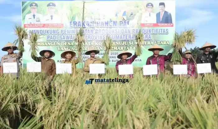 Bupati  Asahan Bersama Forkopimda  Panen Padi  Di Kecamatan Rawang Panca