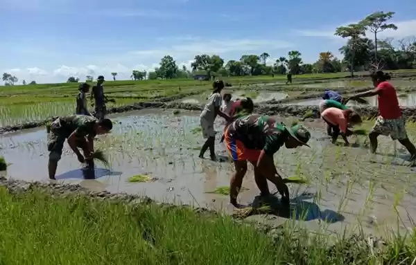 Satgas Yonif 132/BS Membantu Penanaman Padi di Daerah Binaan