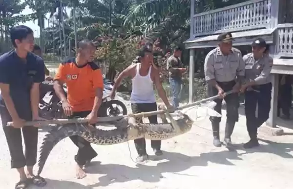 Warga Kampung Paya Udang Tangkap Buaya Berkeliaran