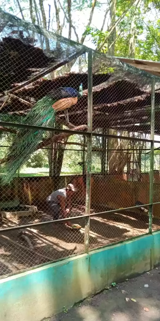 Dampak Virus Corona, Kebun Binatang Tak Ada Pengunjung