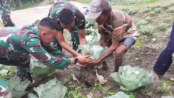 Satgas Pamtas RI-RDTL Yonif 132/BS, Bagikan Hasil Panen ke Masyarakat