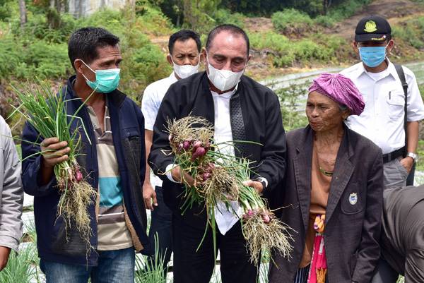 Panen Perdana Bawang Merah dan Kentang di Humbahas, Gubsu Berharap Ini Jadi Motivasi