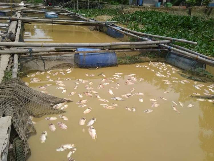Ribuan Ikan Keramba  Milik Warga di Langkat Mati