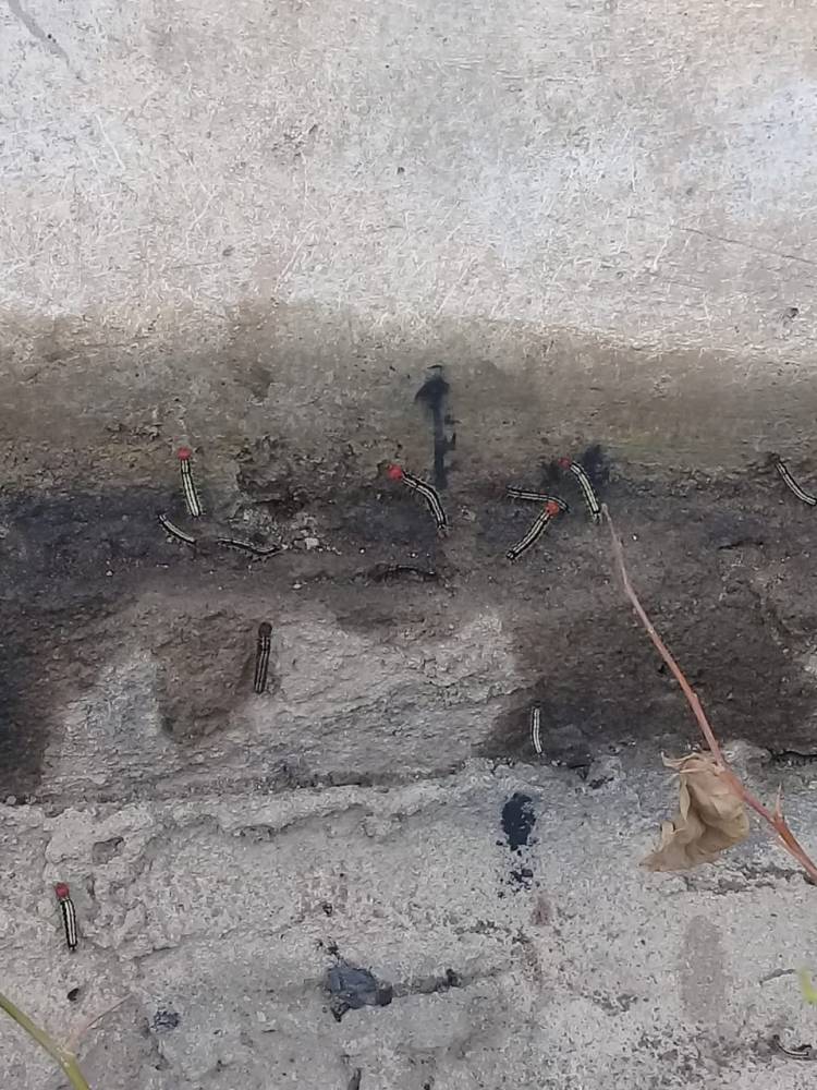 Ribuan Ulat Bulu Serbu Pemukiman Warga