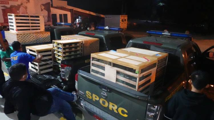 AVSEC Kuala Namu Gagalkan Penyeludupan Hewan Dilindungi