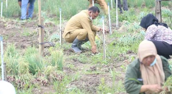 Walikota Padang Sidempuan Apresiasi Hasil Panen Bawang Merah Poktan Mekar Sari