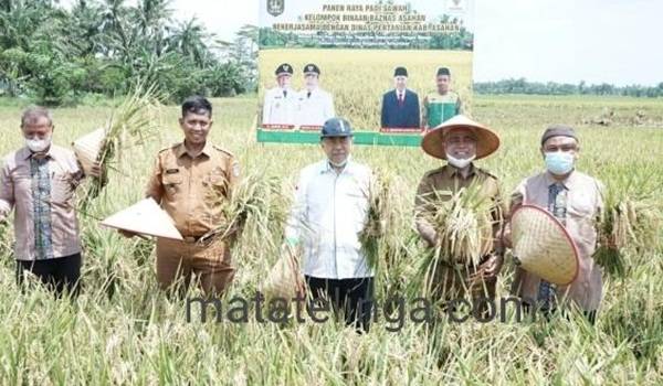 Pemkab Asahan Apresiasi Panen Raya Padi Petani Binaan Baznas