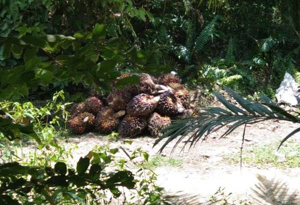 Oknum Pimpinan DPRD di Labusel Diduga Belum Serahkan LHKPN, Ini Kata Ombudsman