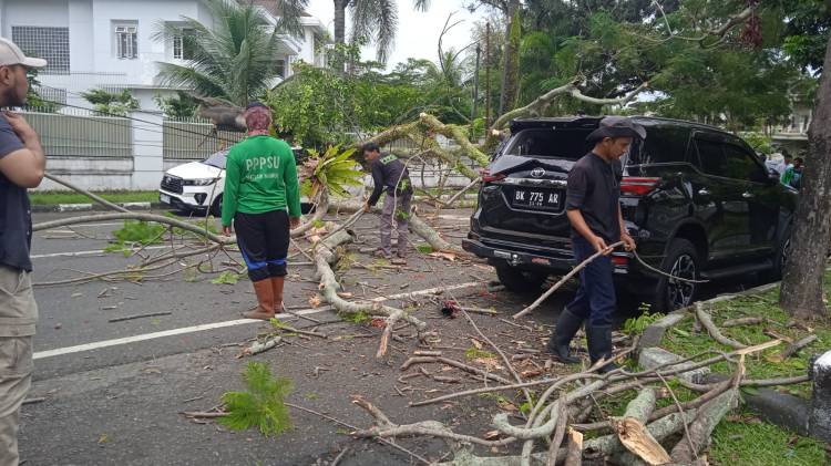 Dua Mobil Mewah Ringsek Tertimpa Pohon