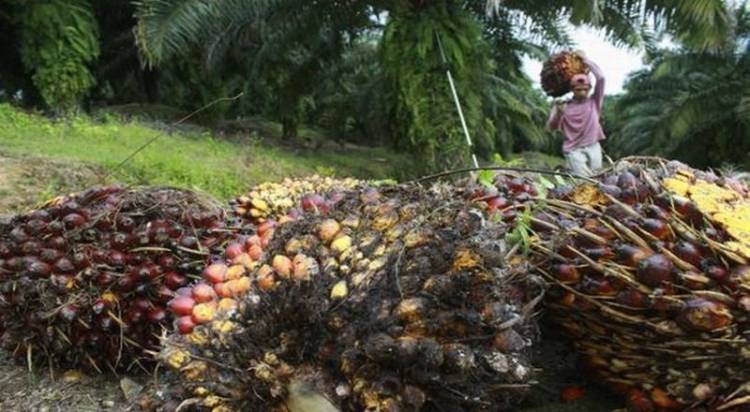 Kabar Gembira, Harga TBS Sawit Petani Sumatera Utara Pekan Ini Naik Rp 127,56 / Kilogram