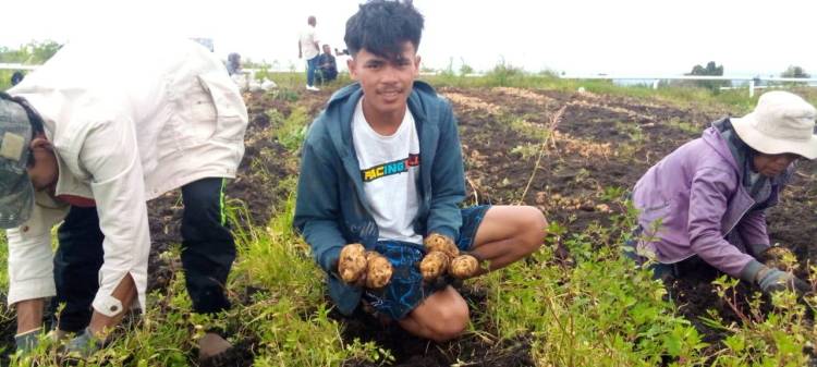 Petani di Food Estate Humbahas Kembali Sumringah, Panen Kentang 18 Ton