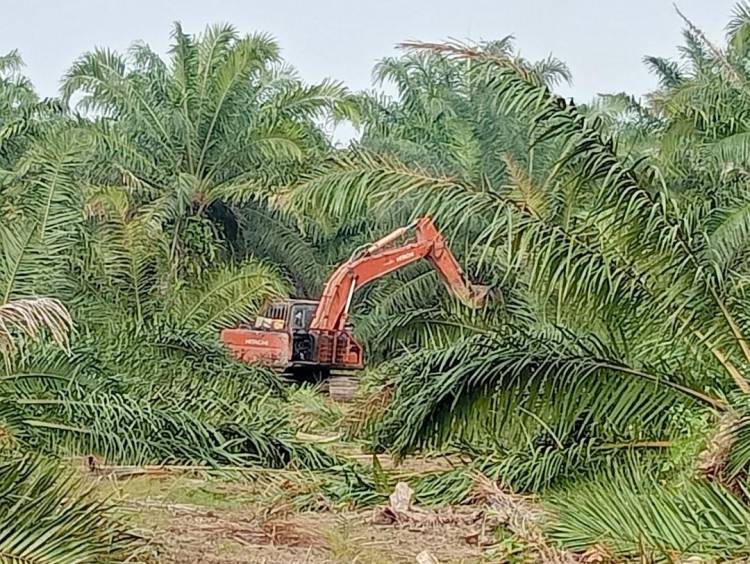 Terungkap, Lahan HGU 103 PTPN2 Kebun Bulu Cina Diperjualbelikan