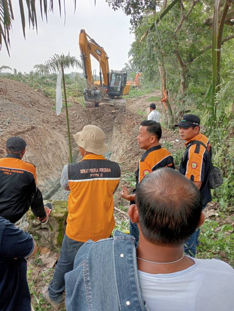 Ribuan Pohon Sawit Milik Penggarap di HGU 103 Kebun Bulu Cina Berhasil Ditumbangkan