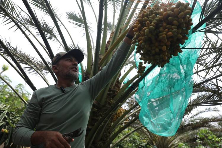 Musa Rajekshah : Panen Sawit Sudah Bisa, Panen Kurma Luar Bisa