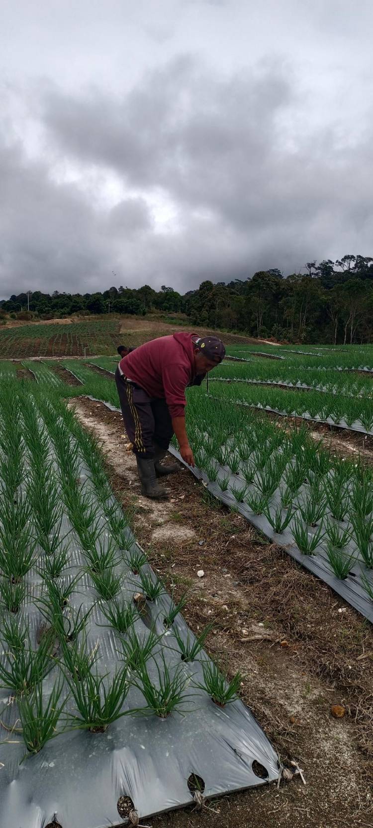 Petani Food Estate Humbahas Sumringah, Panen Bawang Putih 2,1 Ton DiLahan Seluas 0,3 Ha