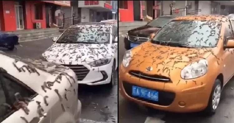 Fenomena Hujan Cacing Gemparkan Warga China, Kok Bisa?