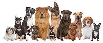 Pimpinan Korea Kim Jong Un, Melarang Masyarakat Memelilhara Anjing, Apa Alasannya...?