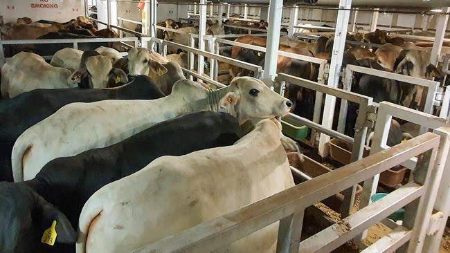 Sapi Impor Asal Australia Tiba di Belawan