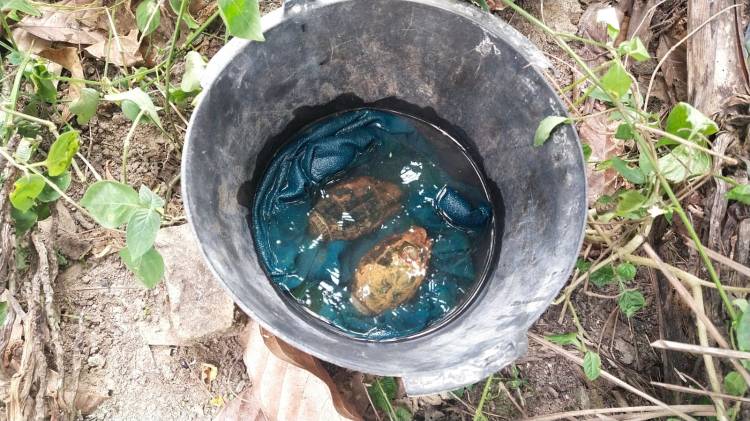 3 Anak Pencari Ikan Temukan Granat Nenas  Di Duga Masih Aktif