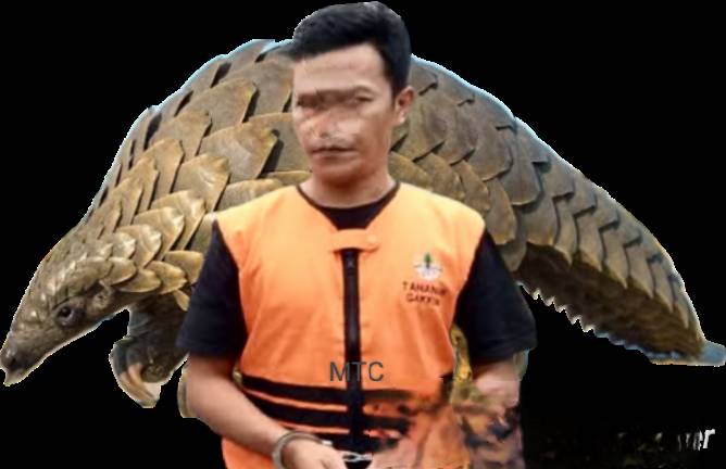 Kejaksaan Negeri Asahan Terima Tersangka Dan Bukti Perkara Konservasi SDA Hayati Dan Ekosistem