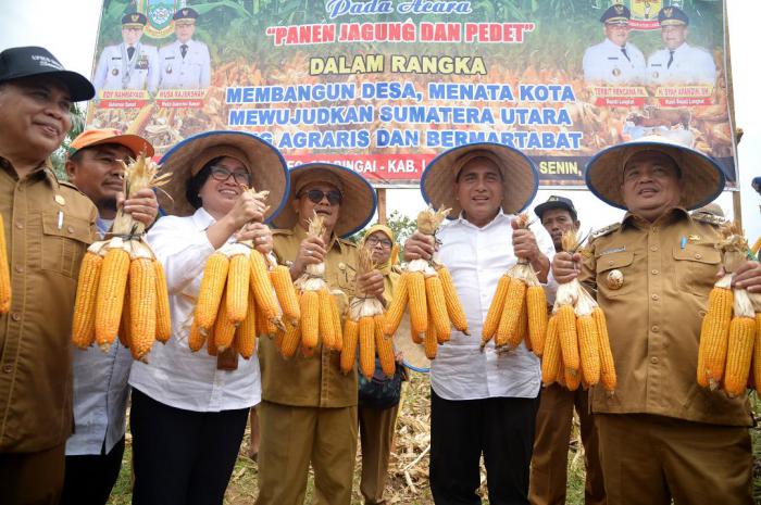 Hadiri Panen Raya Jagung & Pedet, Gubernur Sumut Imbau Bupati Langkat Siapkan Lahan Kawasan Terpadu