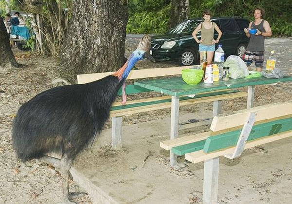 Burung Kuswari "Cederai Tuannya" Hingga Tewas