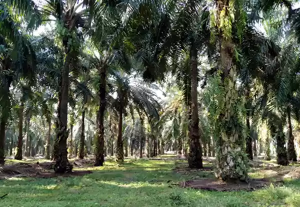 Ini Klarifikasi dari PTPN 3 Kebun Gunung Para Terkait Pemeliharaan Triwulan 1