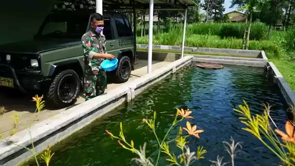 Brigif Para Raider 18/Divif 2 Kostrad Kembangkan Budidaya Perikanan