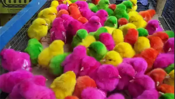 Anak Ayam 'Warna-Warni' Paling Dicari saat Wabah COVID-19