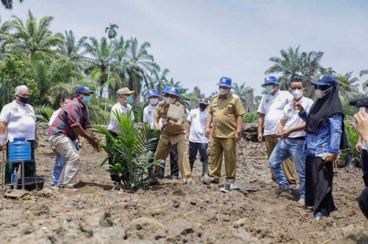 Gapoktan Sinar Lestari  Bersama PT.BSP.Tbk Bangun Kemitraan