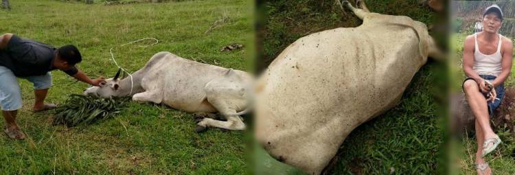 Ja Tebar Racun Serangga Agar Hewan Ternak  Lembu Warga Mati
