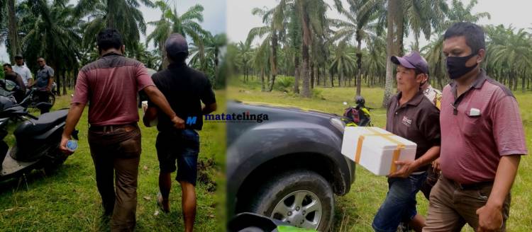 Diduga Pelaku 'Meracuni' Hewan Ternak Lembu Diamankan Polisi