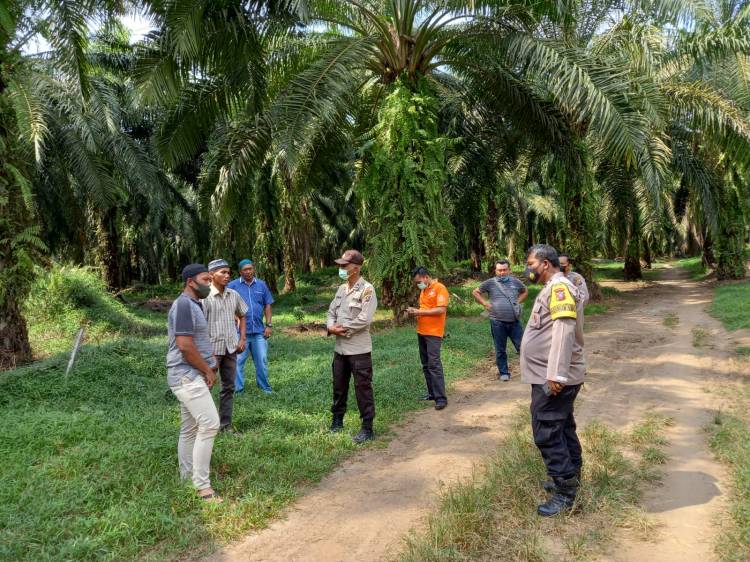 Egrek Sawit Nyangkut Di Kabel Listrik Karyawan Lonsum Rambung Sialang Tewas