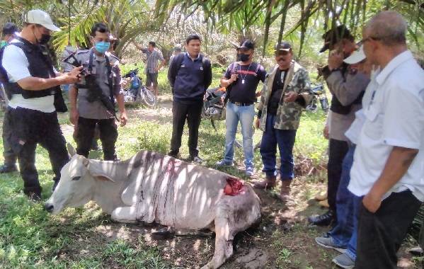Harimau Sumatera Serang Ternak Warga di Simalungun