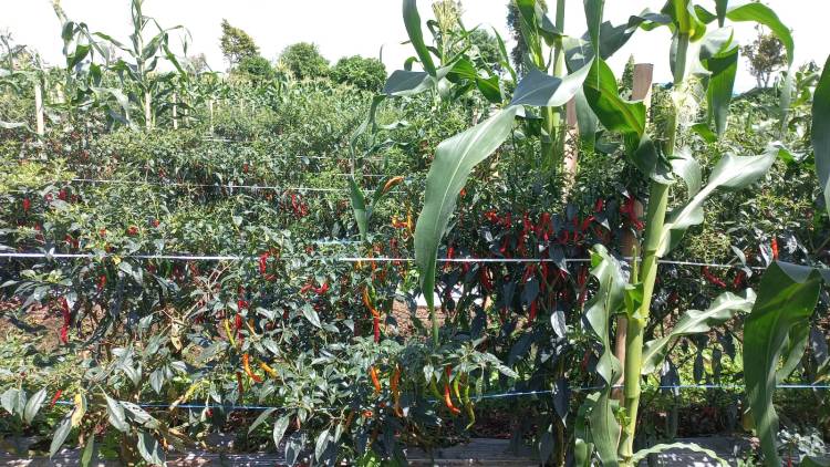 Harga Cabai Terjun Bebas di Kabupaten Karo , Perkilo  Cuma Rp 10 Ribu