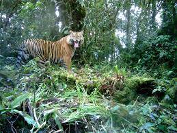 Sejak tahun 2019 Sampai Sekarang Ternak Warga di Mangsa Harimau, Langkah dilakukan ....?