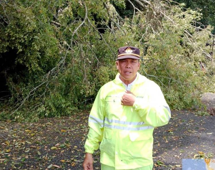 Polsek Parapat Tangani Pohon Tumbang di Jalan Lintas Siantar Parapat
