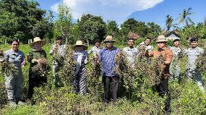 Kepala Bakamla RI Panen Kacang Tanah di Karangasem Bali