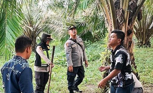 Polsek Nasembilan-sepuluh Gerebek Sarang Narkoba di Perladangan Sawit Warga